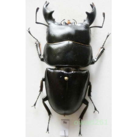 Dorcus alcides (Vollenhoven, 1865) +70mm Indonesia, Sumatra Is9e